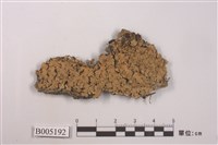 藏品(梅衣屬)的圖片